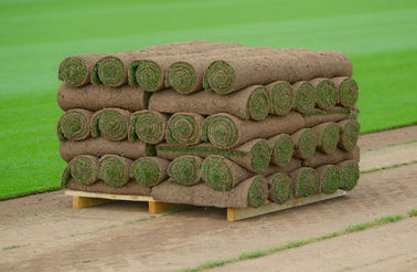 Landscape Turf