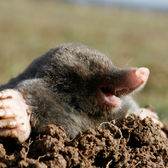 Lawn Pests & Diseases: Moles