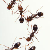Lawn Pests & Diseases: Ants
