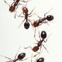 Ants