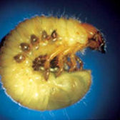 Lawn Pests & Diseases: Chafer Grubs