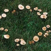 Lawn Pests & Diseases: Fairy Ring