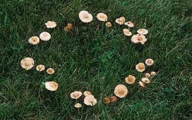 Fairy Ring