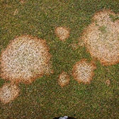 Lawn Pests & Diseases: Snow Mould and Fusarium 