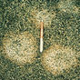 Snow Mould and Fusarium