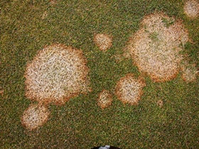 Snow Mould and Fusarium