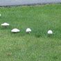 Fairy Ring