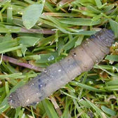 Lawn Pests & Diseases: Leatherjackets