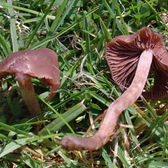 Lawn Pests & Diseases: Lawn Mushrooms