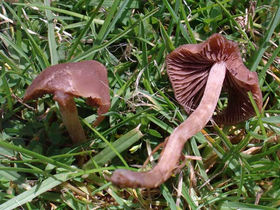 Lawn Mushrooms