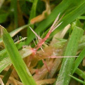 Lawn Pests & Diseases: Red Thread