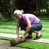 Info Centre: Laying Turf in Winter