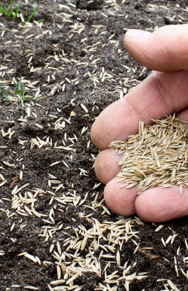 Teal Turf - Seed image