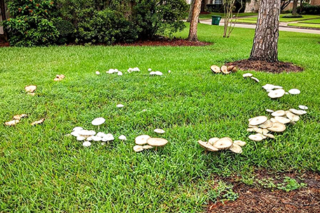 Teal Turf - Fairy Ring image