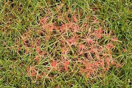 Teal Turf - Red Thread image