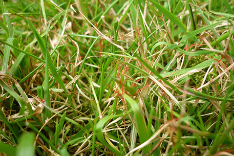 Teal Turf - Red Thread 2