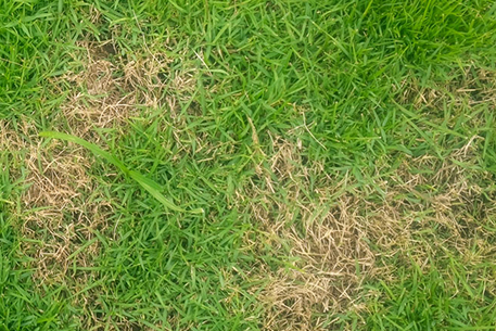 Teal Turf - Red Thread image