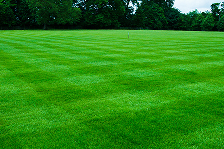 Teal Turf - Green lawn
