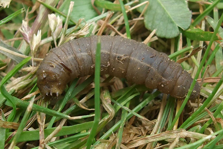 Teal Turf - leatherjacket
