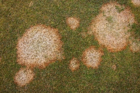 Teal Turf - Mould image